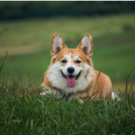 Dog Poop Pickup in Melvindale