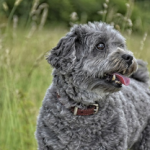 Dog Poop Pickup in Melvindale