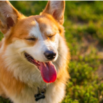 Dog Poop Pickup in Melvindale